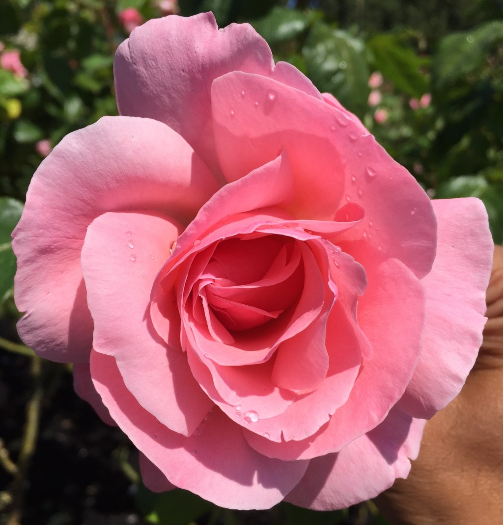 The Meaning of Life in Three&nbsp;Words